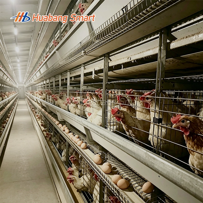 Layer Cages Egg Chicken Poultry Farm